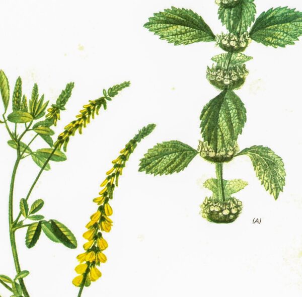 Vintage art book page "Hoarhound" [Marrubium Vulgare] / "Melilot' [Melilotus Officinalis] Half-century year old medicinal flower art