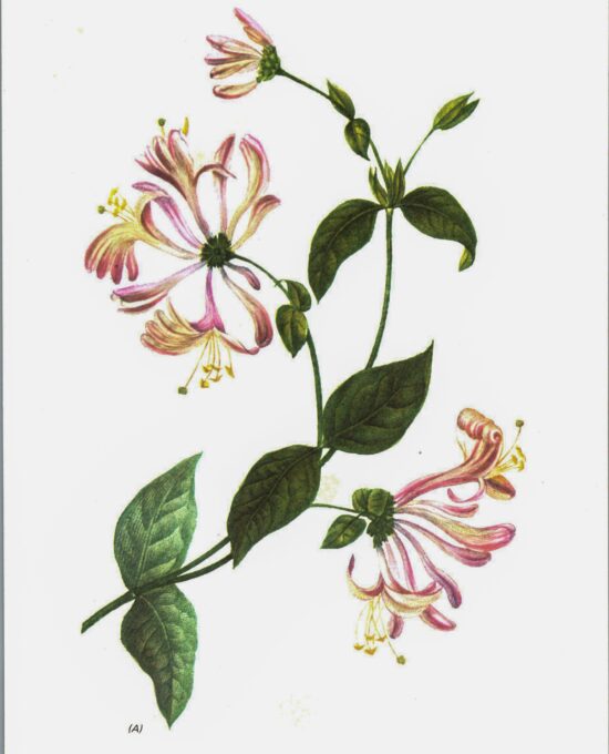 Vintage botanical art book page “Honeysuckle” [Lonicera Caprifolium] Half-century year old medicinal flower art