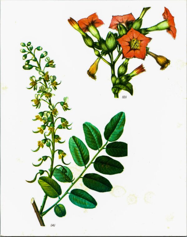Vintage art book page "Peruvian Balsam" [Myrospermum Perniferum] / "Tobacco" [Nicotiana" Half-century year old medicinal flower art - Image 2