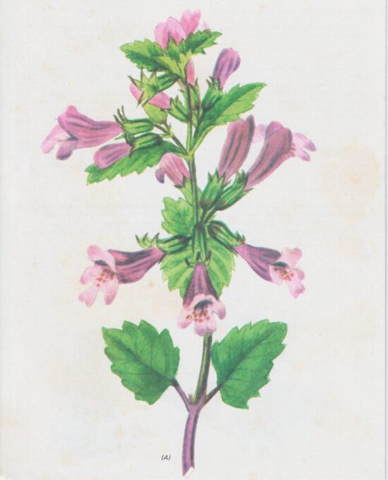 Vintage art book page “Balm” [Melissa] Half-century year old medicinal flower art