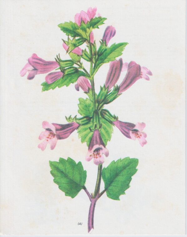 Vintage art book page "Balm" [Melissa] Half-century year old medicinal flower art - Image 2