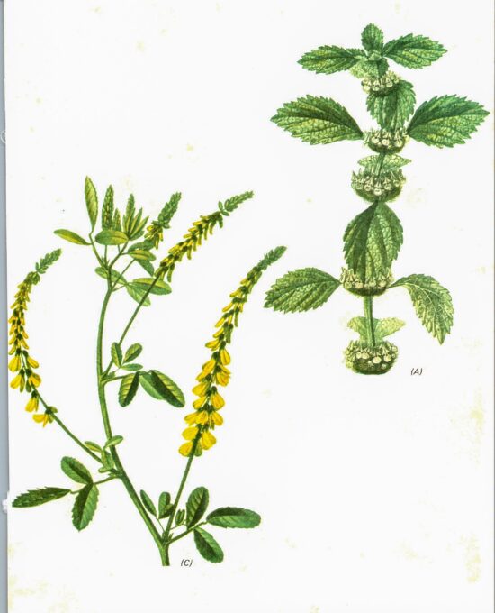 Vintage art book page “Hoarhound” [Marrubium Vulgare] / “Melilot’ [Melilotus Officinalis] Half-century year old medicinal flower art