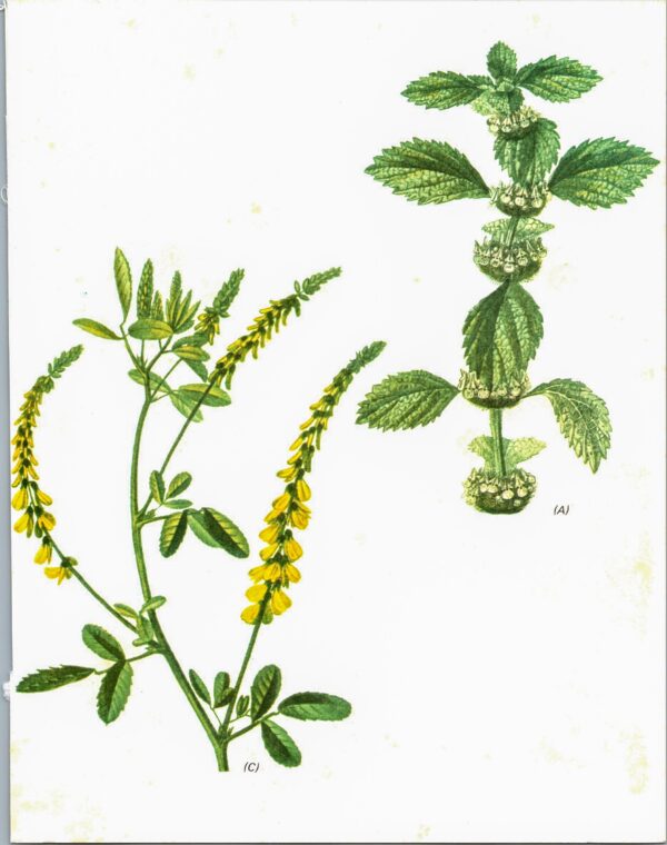 Vintage art book page "Hoarhound" [Marrubium Vulgare] / "Melilot' [Melilotus Officinalis] Half-century year old medicinal flower art - Image 2