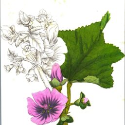 Vintage botanical art book page "Tree Mallow" [Lavatera Arborea] Half-century year old medicinal flower art