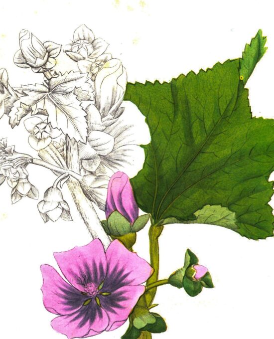 Vintage botanical art book page “Tree Mallow” [Lavatera Arborea] Half-century year old medicinal flower art
