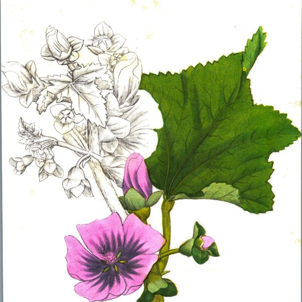 Vintage botanical art book page "Tree Mallow" [Lavatera Arborea] Half-century year old medicinal flower art