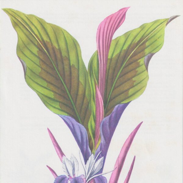 "Zedooary" [Koempferia Rotunda] Half-century year old medicinal flower art