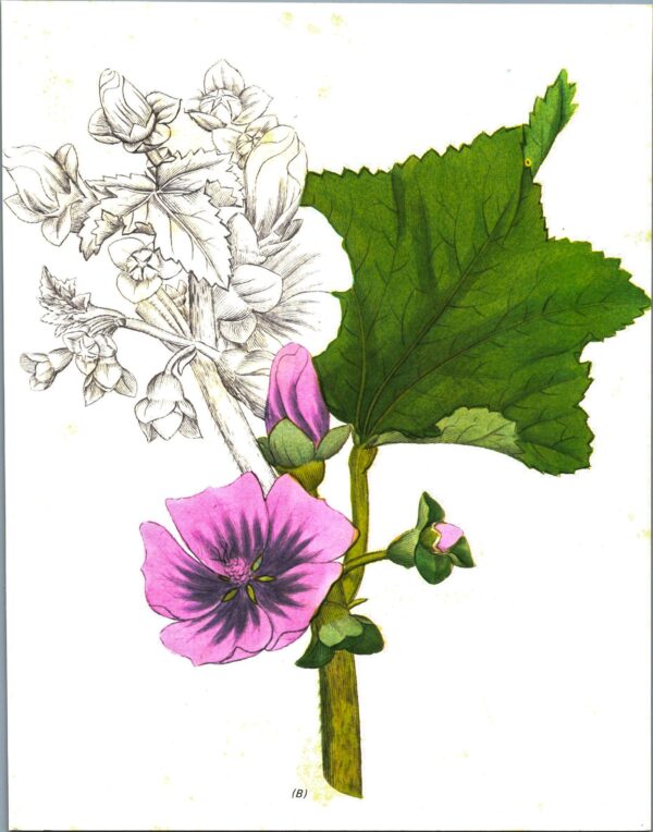 Vintage botanical art book page "Tree Mallow" [Lavatera Arborea] Half-century year old medicinal flower art - Image 2