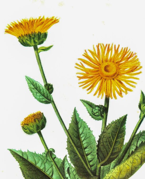 Vintage botanical art book page “Elecampane” [Inula Helenium] Half-century year old medicinal flower art