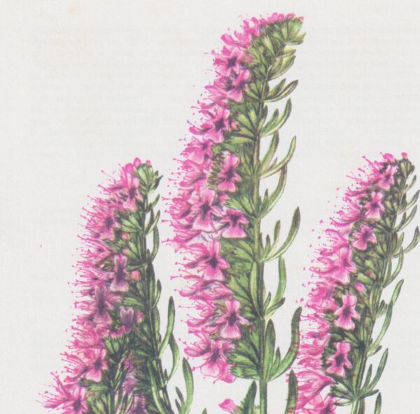 Vintage botanical art book page "Hyssop" [Hyssopus Officinalis] 50+ year old medicinal flower / herbal art