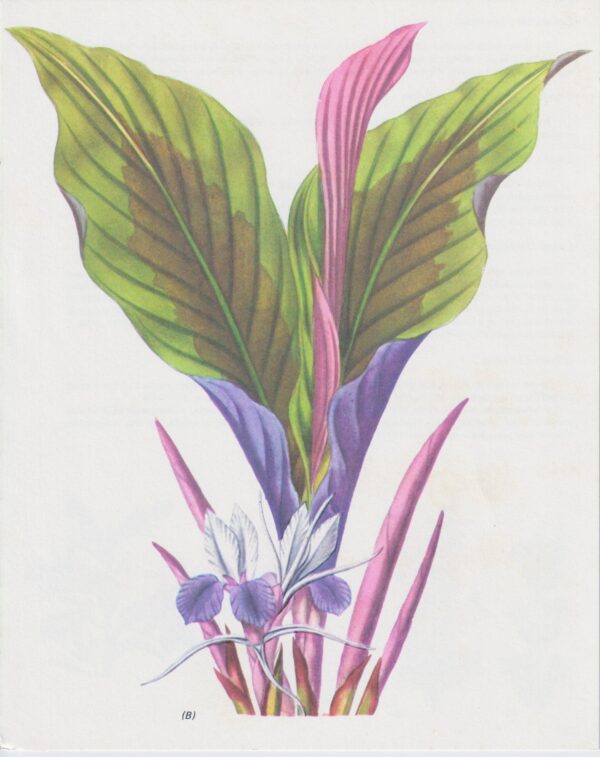 "Zedooary" [Koempferia Rotunda] Half-century year old medicinal flower art - Image 2