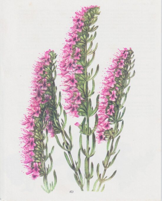Vintage botanical art book page “Hyssop” [Hyssopus Officinalis] 50+ year old medicinal flower / herbal art