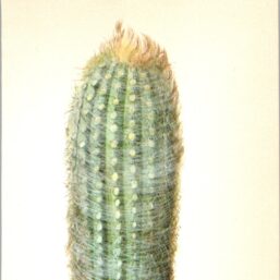 Snowball or Cotton Ball Cactus, Ecuador 4 1/2 x6 1/2" vintage botanical book page