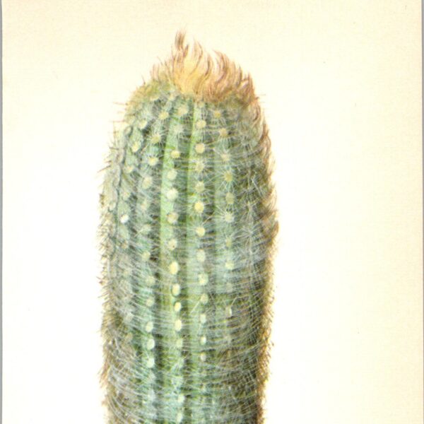 Snowball or Cotton Ball Cactus, Ecuador 4 1/2 x6 1/2" vintage botanical book page