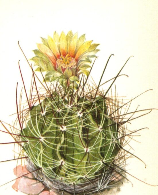 Hedgehog Cactus, Southern Texas 4 1/2 x6 1/2″ vintage botanical book page