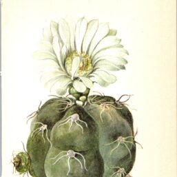 Spider Cactus, Uruguay 4 1/2 x6 1/2" vintage botanical book page
