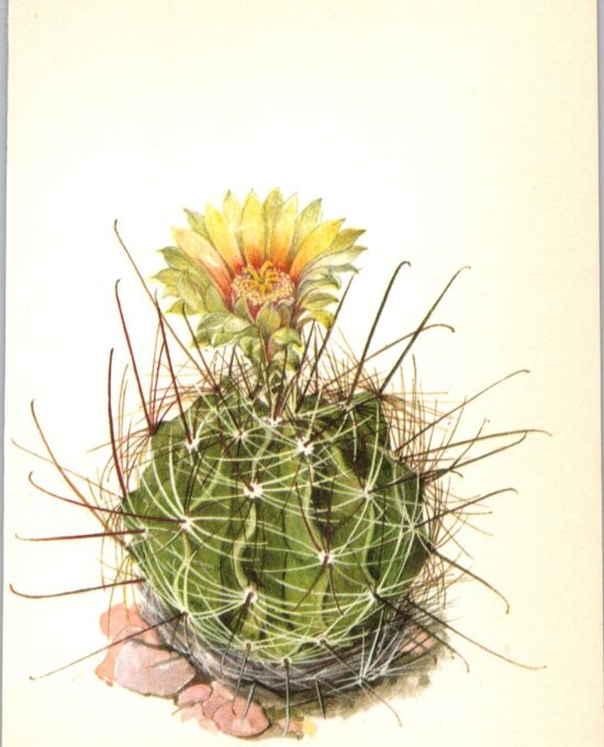 Hedgehog Cactus, Southern Texas 4 1/2 x6 1/2″ vintage botanical book page
