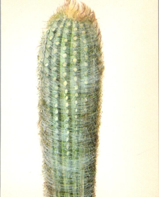 Snowball or Cotton Ball Cactus, Ecuador 4 1/2 x6 1/2″ vintage botanical book page
