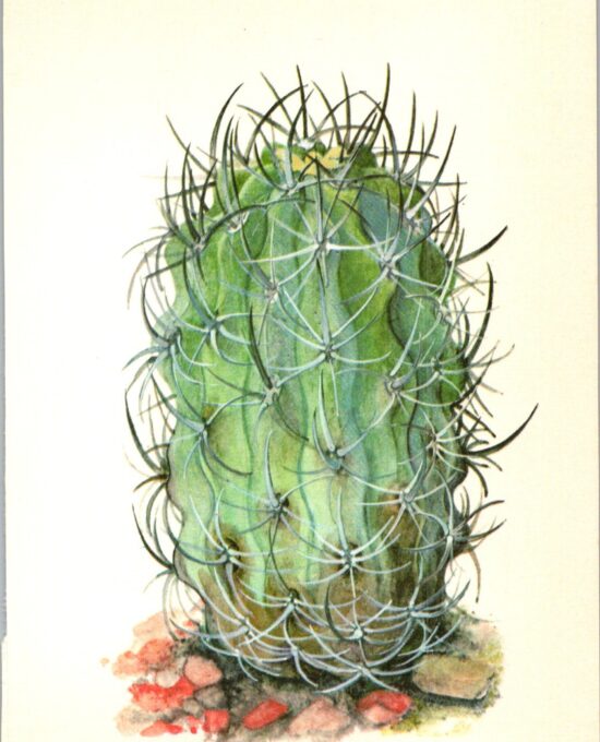 Eriosyce ceratistes, Chile 4 1/2 x6 1/2″ vintage botanical book page