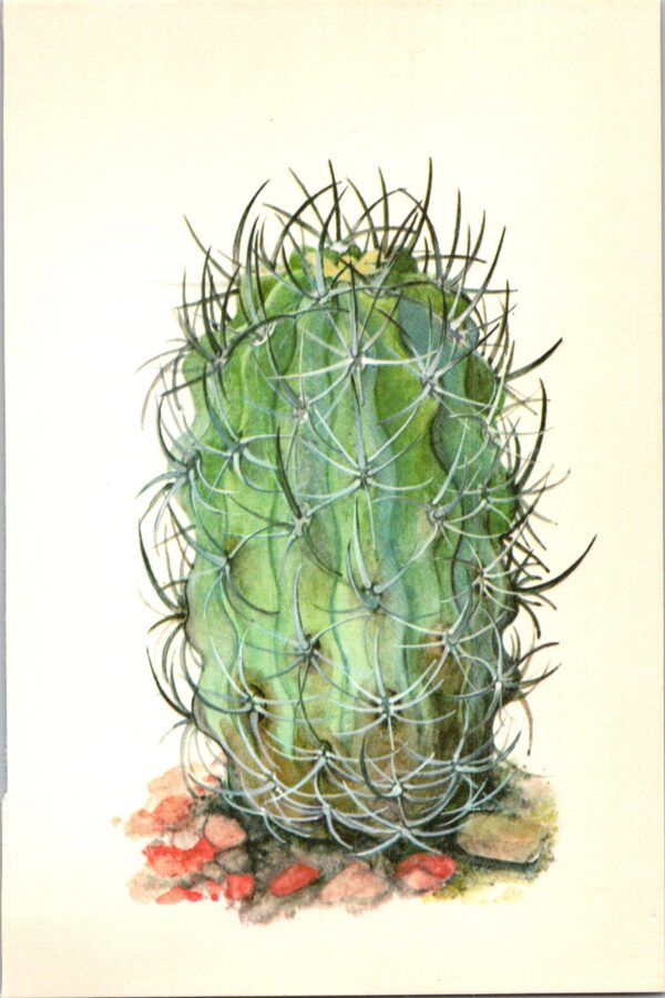 Eriosyce ceratistes, Chile 4 1/2 x6 1/2" vintage botanical book page - Image 2
