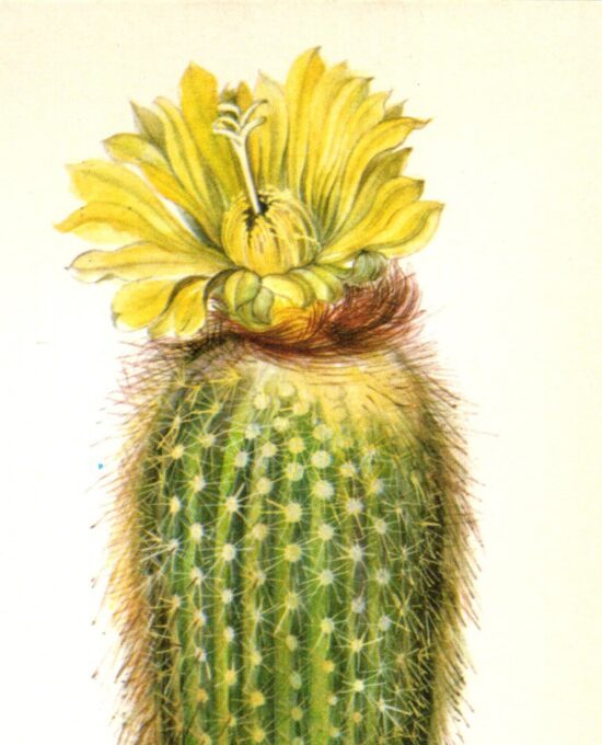 Lemon Ball Cactus, Brazil 4 1/2 x6 1/2″ vintage botanical book page