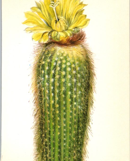Lemon Ball Cactus, Brazil 4 1/2 x6 1/2″ vintage botanical book page