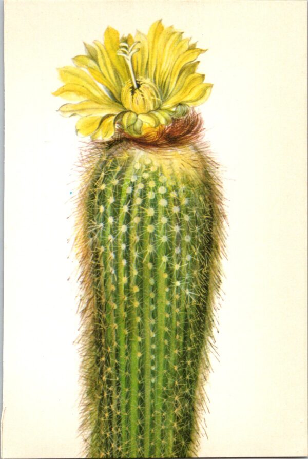 Lemon Ball Cactus, Brazil 4 1/2 x6 1/2" vintage botanical book page - Image 2