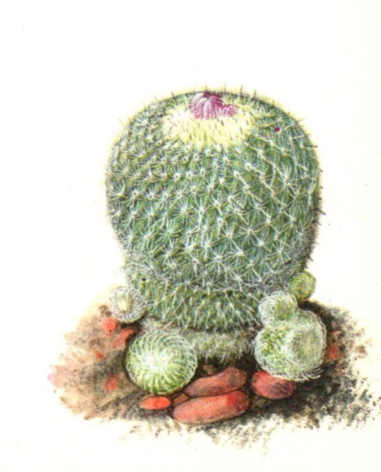 Button Cactus, Northern Mexico, Texas 4 1/2 x6 1/2″ vintage botanical book page