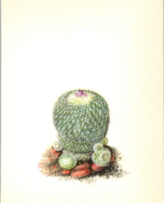 Button Cactus, Northern Mexico, Texas 4 1/2 x6 1/2″ vintage botanical book page