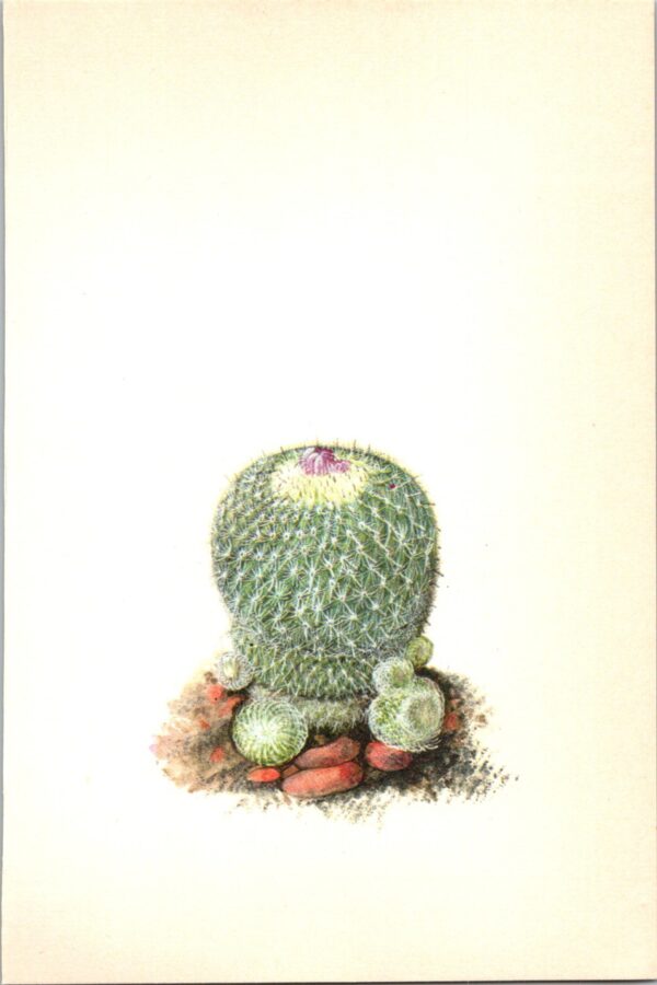 Button Cactus, Northern Mexico, Texas 4 1/2 x6 1/2" vintage botanical book page - Image 2