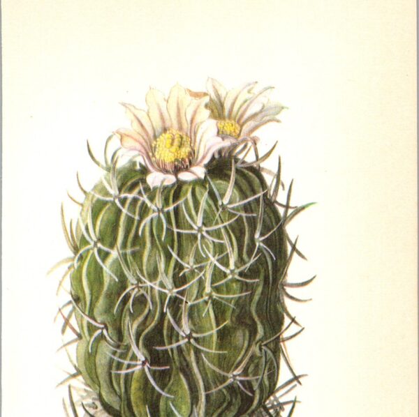 Echinofossulocactus pentacanthus, San Luis Potosi Mexico 4 1/2 x6 1/2" vintage botanical book page