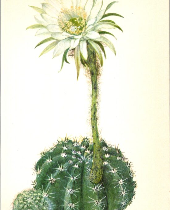 Pink Easter Lily Cactus, Brazil, Uruguay 4 1/2 x6 1/2″ vintage botanical book page