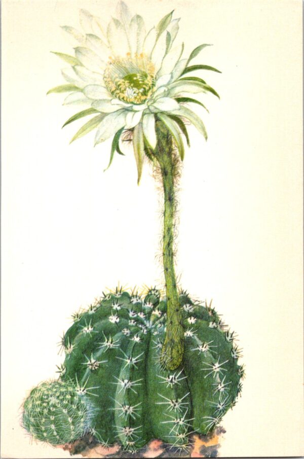 Pink Easter Lily Cactus, Brazil, Uruguay 4 1/2 x6 1/2" vintage botanical book page - Image 2