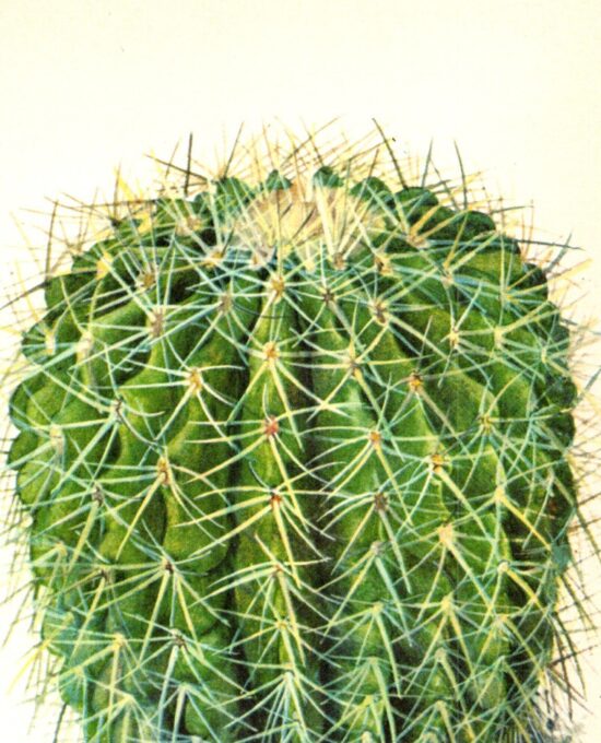 Golden Barrel Cactus, San Luis Potosi to Hidalgo Mexico 4 1/2 x6 1/2″ vintage book page