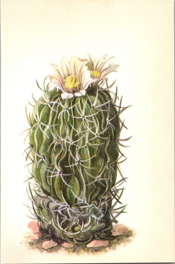 Echinofossulocactus pentacanthus, San Luis Potosi Mexico 4 1/2 x6 1/2" vintage botanical book page - Image 2