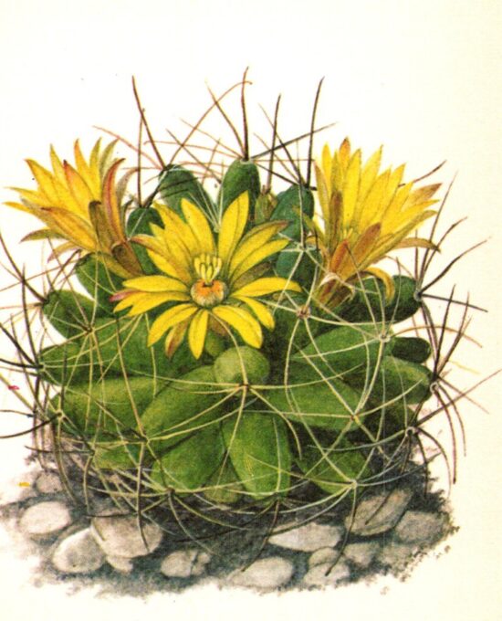 Finger Cactus, Hidalgo Mexico 4 1/2 x6 1/2″ vintage book page botanical print