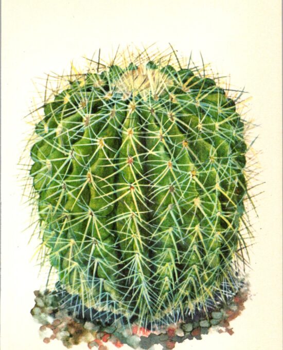 Golden Barrel Cactus, San Luis Potosi to Hidalgo Mexico 4 1/2 x6 1/2″ vintage book page