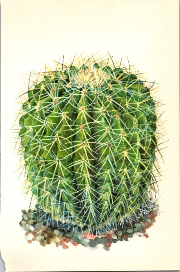 Golden Barrel Cactus, San Luis Potosi to Hidalgo Mexico 4 1/2 x6 1/2" vintage book page - Image 2