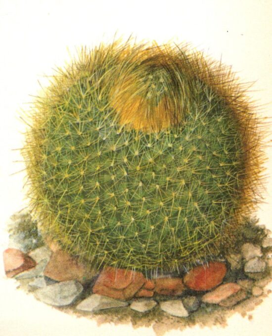Brasilicactus graessneri, Rio Grande do Sul Brazil 4 1/2 x6 1/2″ vintage book page botanical print
