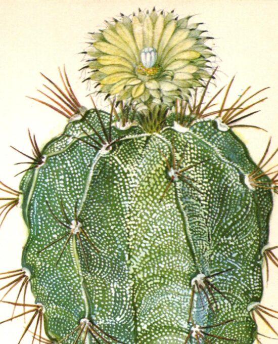 Monk’s Hood Cactus, Mexico 4 1/2 x6 1/2″ vintage book page botanical print