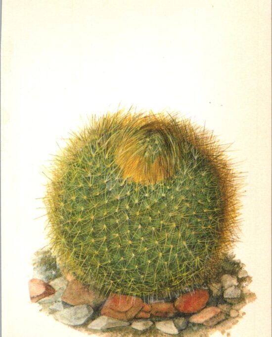 Brasilicactus graessneri, Rio Grande do Sul Brazil 4 1/2 x6 1/2″ vintage book page botanical print