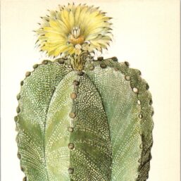 Bishop's Cap Cactus, Northern Mexico 4 1/2 x6 1/2" vintage book page botanical print