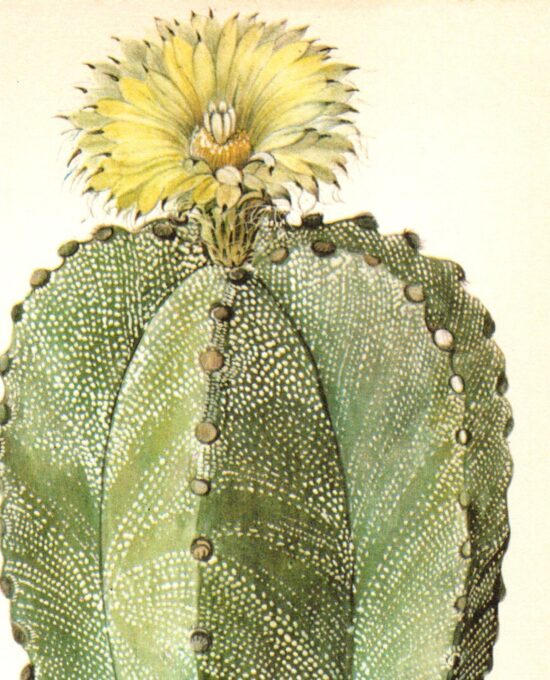 Bishop’s Cap Cactus, Northern Mexico 4 1/2 x6 1/2″ vintage book page botanical print