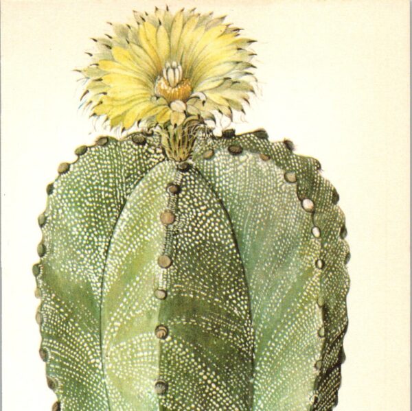 Bishop's Cap Cactus, Northern Mexico 4 1/2 x6 1/2" vintage book page botanical print