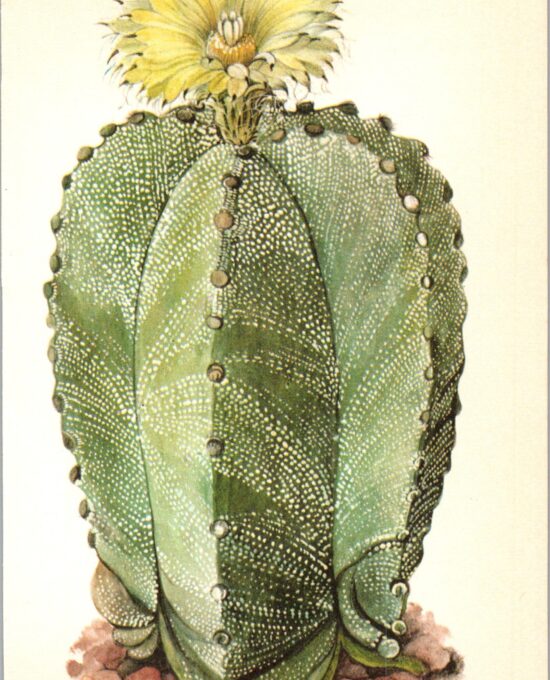 Bishop’s Cap Cactus, Northern Mexico 4 1/2 x6 1/2″ vintage book page botanical print