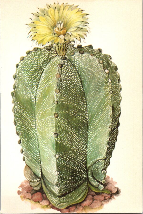 Bishop's Cap Cactus, Northern Mexico 4 1/2 x6 1/2" vintage book page botanical print - Image 2