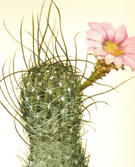 Lobivia wrightiana, Central Peru 4 1/2 x6 1/2″ vintage botanical book page
