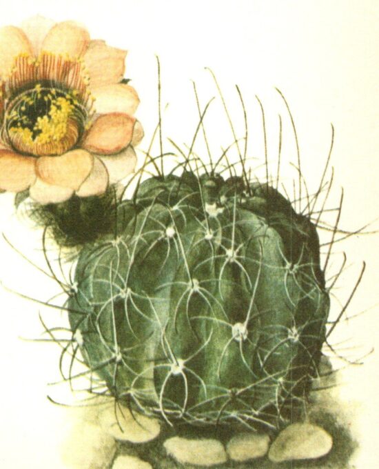 Lobivia Jajoiana, Northern Argentina 4 1/2 x6 1/2″ vintage botanical book page