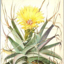 Agave, North-central Mexico 4 1/2 x6 1/2" vintage botanical book page