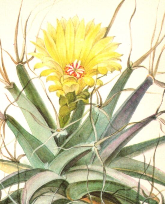 Agave, North-central Mexico 4 1/2 x6 1/2″ vintage botanical book page